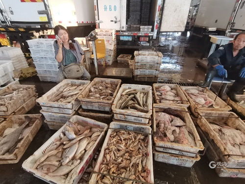 青島海鮮自由季 梭子蟹價格“跳水”，日用百貨銷售升溫